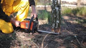  Two Rivers, WI Tree Services Pros