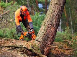 Best Lawn Maintenance Plans  in Two Rivers, WI