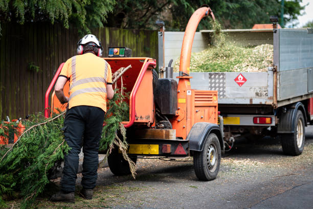 Best Tree Maintenance Programs  in Two Rivers, WI