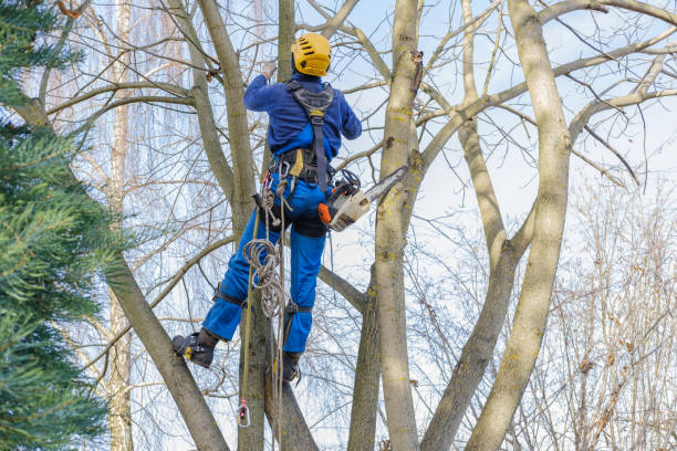 Trusted Two Rivers, WI Tree Services Experts