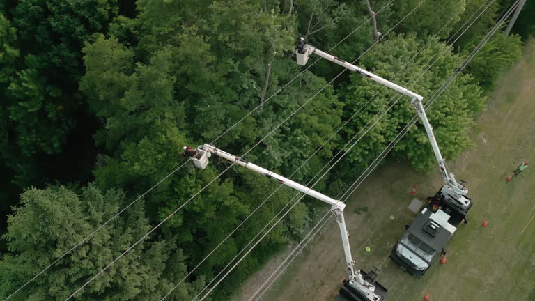 Tree and Shrub Care in Two Rivers, WI