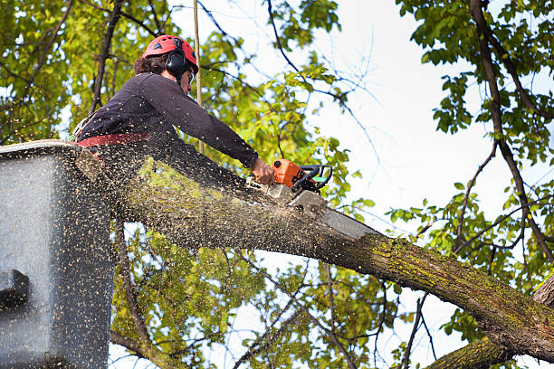 Best Lawn Watering Services  in Two Rivers, WI