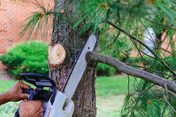 How Our Tree Care Process Works  in  Two Rivers, WI